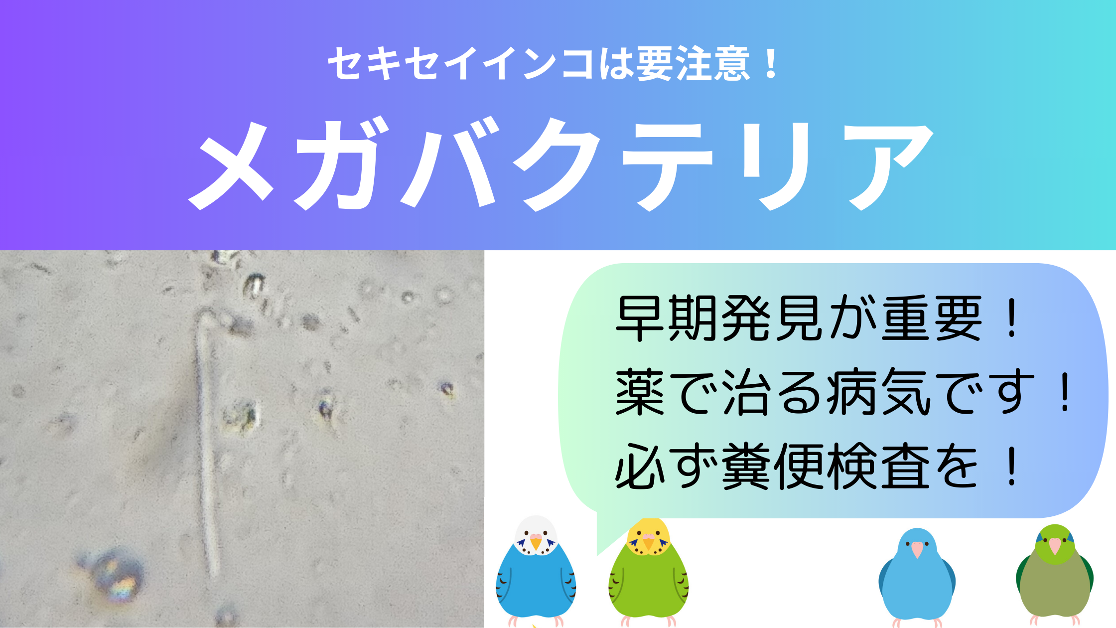 セキセイインコが注意すべき鳥の感染症メガバクテリアとは？