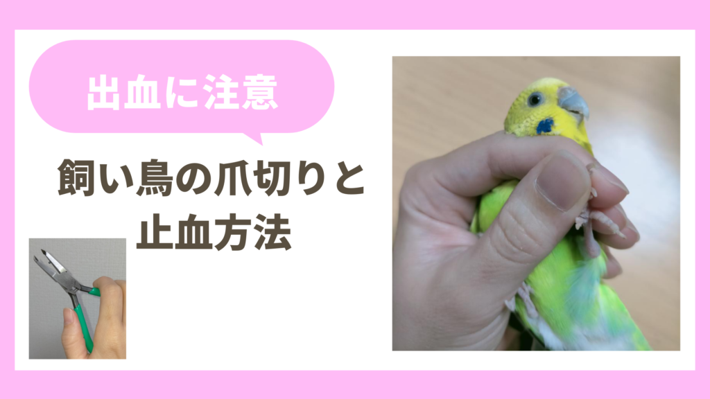 あなたの鳥に爪切りが必要な5つの兆候